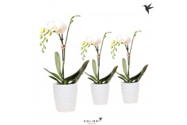 Phalaenopsis multiflora wit Kolibri Orchids Phalaenopsis White 1 spike