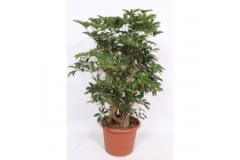 Schefflera arboricola compacta vertakt