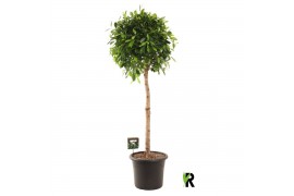 Ficus microcarpa Ficus micr. Nitida bol op stam 1 pp