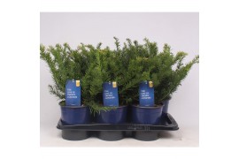 Taxus baccata repandens