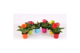 Gerbera mix belicht 2+  in Jivepot plastic diverse kleuren