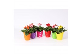 Gerbera mix belicht 2+ bl in pot met vilt buttons