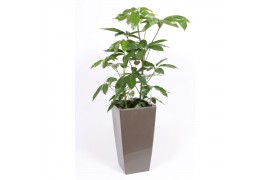 Schefflera actinophylla amate in piza pot taupe