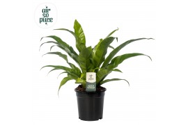 Asplenium antiquum air so pure