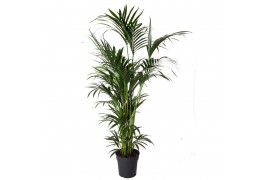 Howea forsteriana 10pp