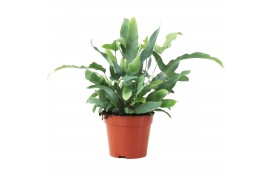 Phlebodium aureum blue star zonder hoes