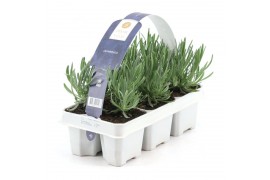 Lavandula angustifolia 6-pack