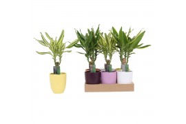 Dracaena fragr. mix 3 soorten Enkel stam - Keramiek mix