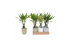 Dracaena fragr. mix 3 soorten Enkel stam - Keramiek mix