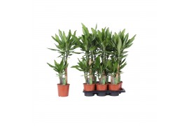 Dracaena fragr. steudneri 45-20 toef