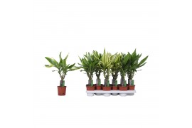 Dracaena fragr. mix 3 soorten Enkel stam