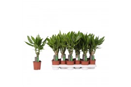 Dracaena fragr. mix 3 soorten Enkel stam - Steudneri & Golden Coast