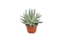 Aloe humilis safari mara exclusive