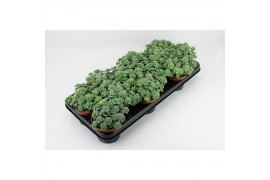 Sedum sieboldii