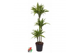 Dracaena fragr. der. lemon lime 90-60-30