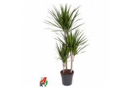 Dracaena marginata 60-30-15