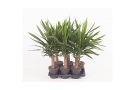 Yucca Enkel stam