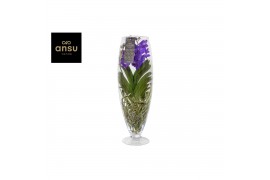 Vanda hybriden blue 042 in champagne glas