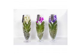 Vanda hybriden colour mix 012 in champagne glas