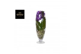 Vanda hybriden purple 203 in champagne glas