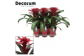 Guzmania salinas Luxe keramiek