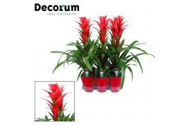 Guzmania ostara Luxe keramiek