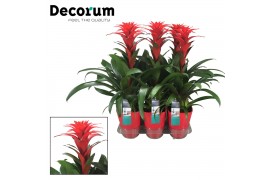 Guzmania calypso Luxe keramiek