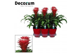 Guzmania hope Luxe keramiek