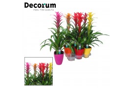 Guzmania mix Maxima mix - Luxe keramiek