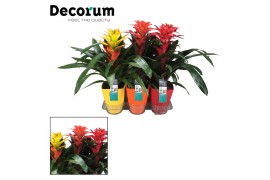 Guzmania mix Squarosa mix - Luxe keramiek