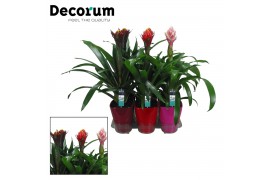 Guzmania mix Exclusive Bol mix - Luxe keramiek