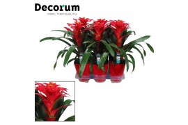 Guzmania optima Luxe keramiek