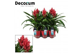 Guzmania patricia Luxe keramiek