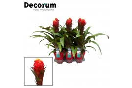 Guzmania punta Luxe keramiek