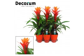 Guzmania variada Luxe keramiek