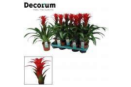 Guzmania calypso