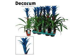 Guzmania Blue Ocean