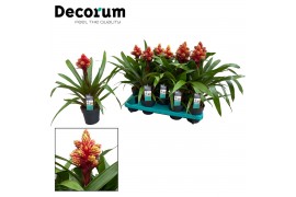 Guzmania Brush