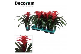 Guzmania optima