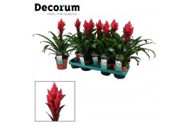 Guzmania patricia