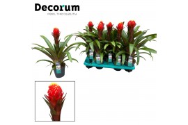 Guzmania punta