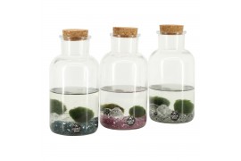 Arrangementen waterplanten 90674 marimo moss ball