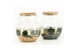 Arrangementen waterplanten 90689 marimo moss ball