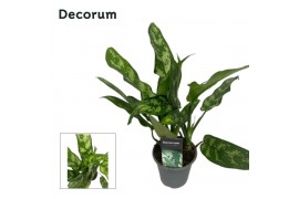 Aglaonema maria Aglaonema Maria 12 cm (Decorum) 1 pp