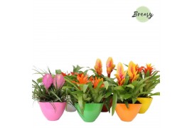 Arrangementen bromelia mix BoraBora keramiek - Cupcake Bowl