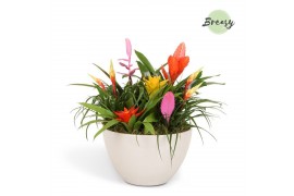 Arrangementen bromelia mix Grande Panama keramiek - Cupcake Bowl