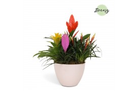 Arrangementen bromelia mix Panama keramiek - Cupcake Bowl