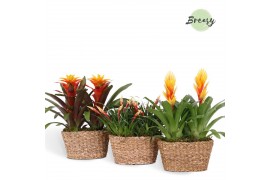 Arrangementen bromelia mix Java mand - Duo Green