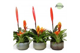 Arrangementen bromelia mix Corsica keramiek - Green Bowl