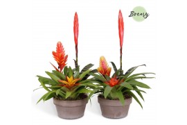 Arrangementen bromelia mix Toscana keramiek - Green Bowl